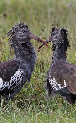 Bird Photography Workshop Tour